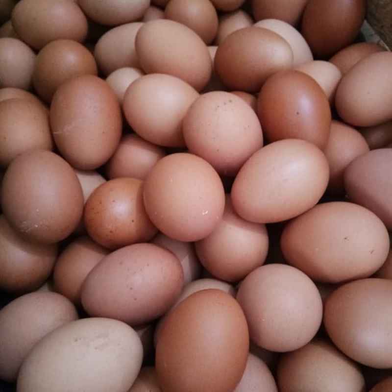 Telur